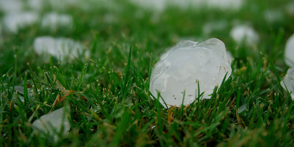 Large hailstones lying on a lawn after a hailstorm